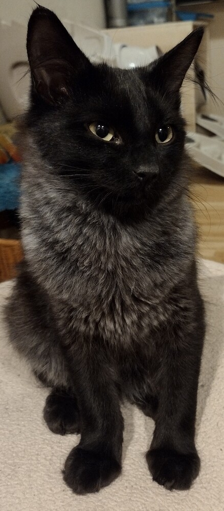 Frisco, an adoptable Domestic Medium Hair in Salinas, CA, 93905 | Photo Image 2