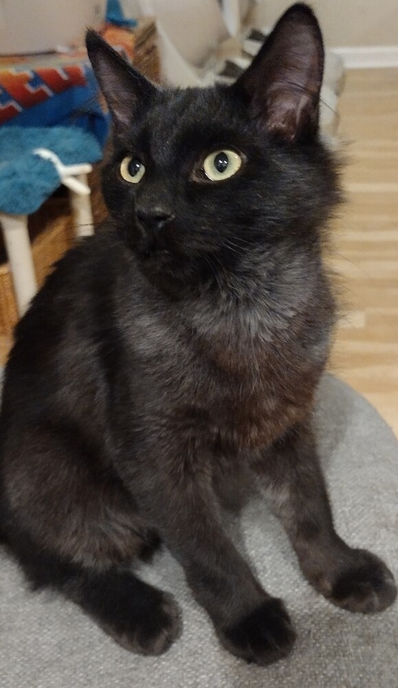 Frisco, an adoptable Domestic Medium Hair in Salinas, CA, 93905 | Photo Image 3