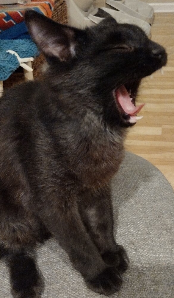 Frisco, an adoptable Domestic Medium Hair in Salinas, CA, 93905 | Photo Image 4