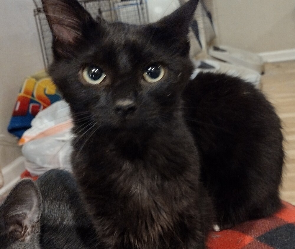 Frisco, an adoptable Domestic Medium Hair in Salinas, CA, 93905 | Photo Image 5