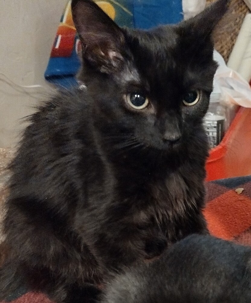 Frisco, an adoptable Domestic Medium Hair in Salinas, CA, 93905 | Photo Image 6