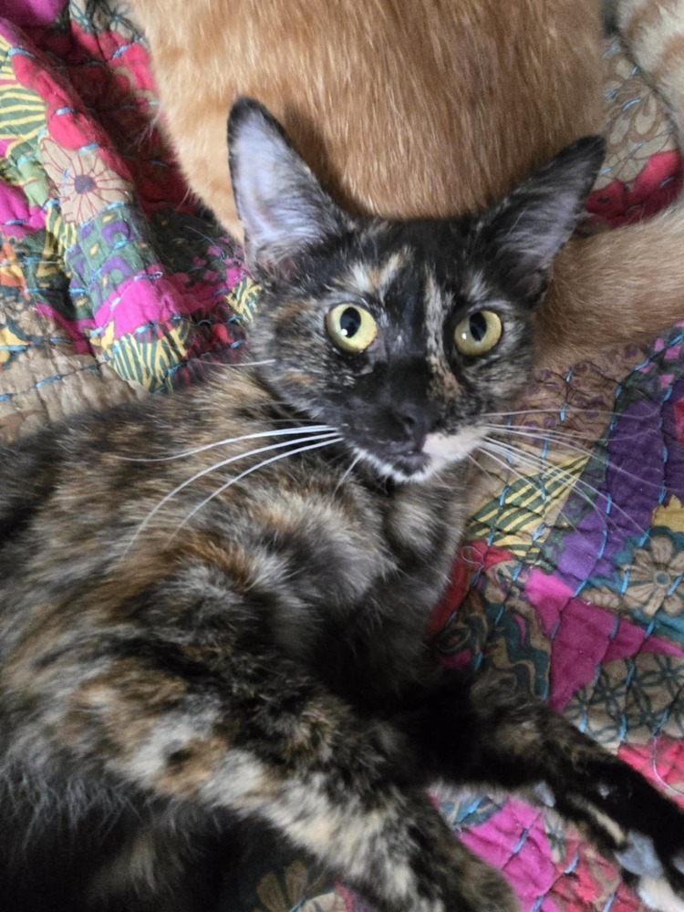 Miranda, an adoptable Domestic Short Hair in Salinas, CA, 93905 | Photo Image 1