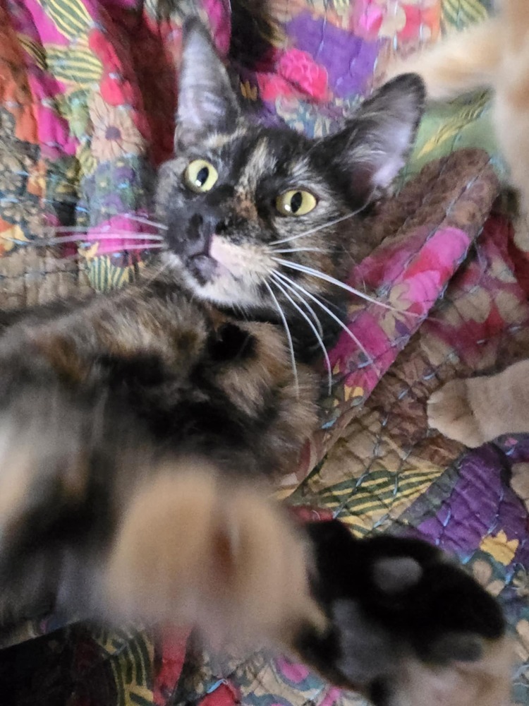 Miranda, an adoptable Domestic Short Hair in Salinas, CA, 93905 | Photo Image 2