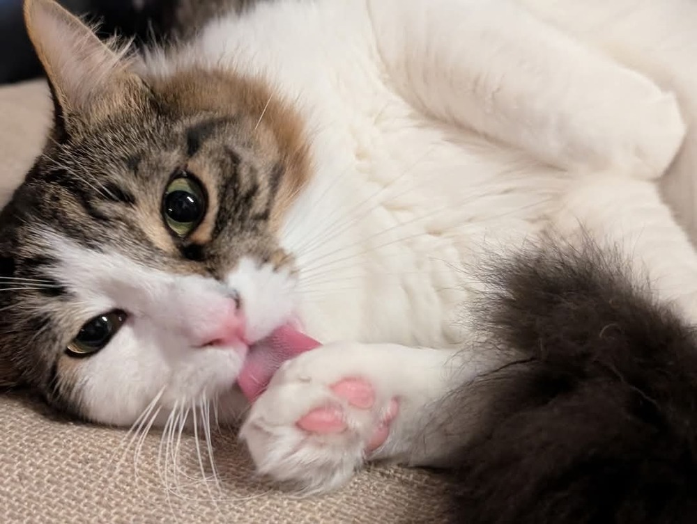 Ori, an adoptable Domestic Short Hair in Salinas, CA, 93905 | Photo Image 1
