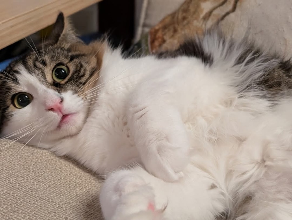 Ori, an adoptable Domestic Short Hair in Salinas, CA, 93905 | Photo Image 2