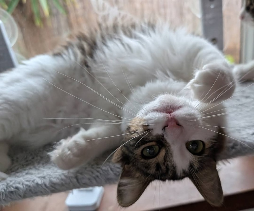 Ori, an adoptable Domestic Short Hair in Salinas, CA, 93905 | Photo Image 3