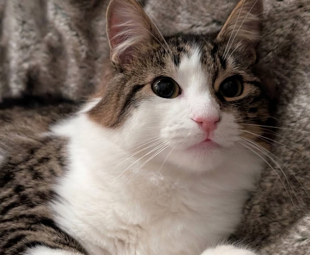 Ori, an adoptable Domestic Short Hair in Salinas, CA, 93905 | Photo Image 4
