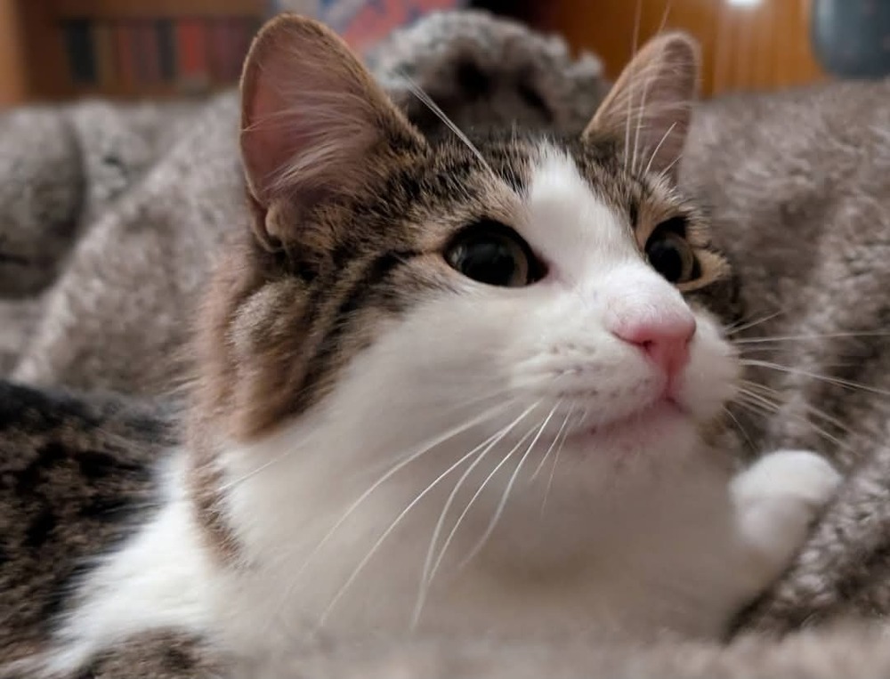 Ori, an adoptable Domestic Short Hair in Salinas, CA, 93905 | Photo Image 5