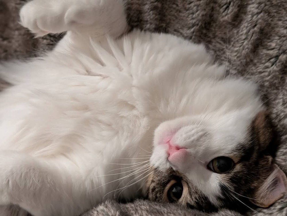 Ori, an adoptable Domestic Short Hair in Salinas, CA, 93905 | Photo Image 6