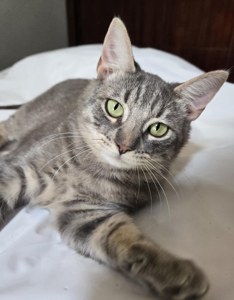 Marabelle, an adoptable Domestic Short Hair in Salinas, CA, 93905 | Photo Image 1