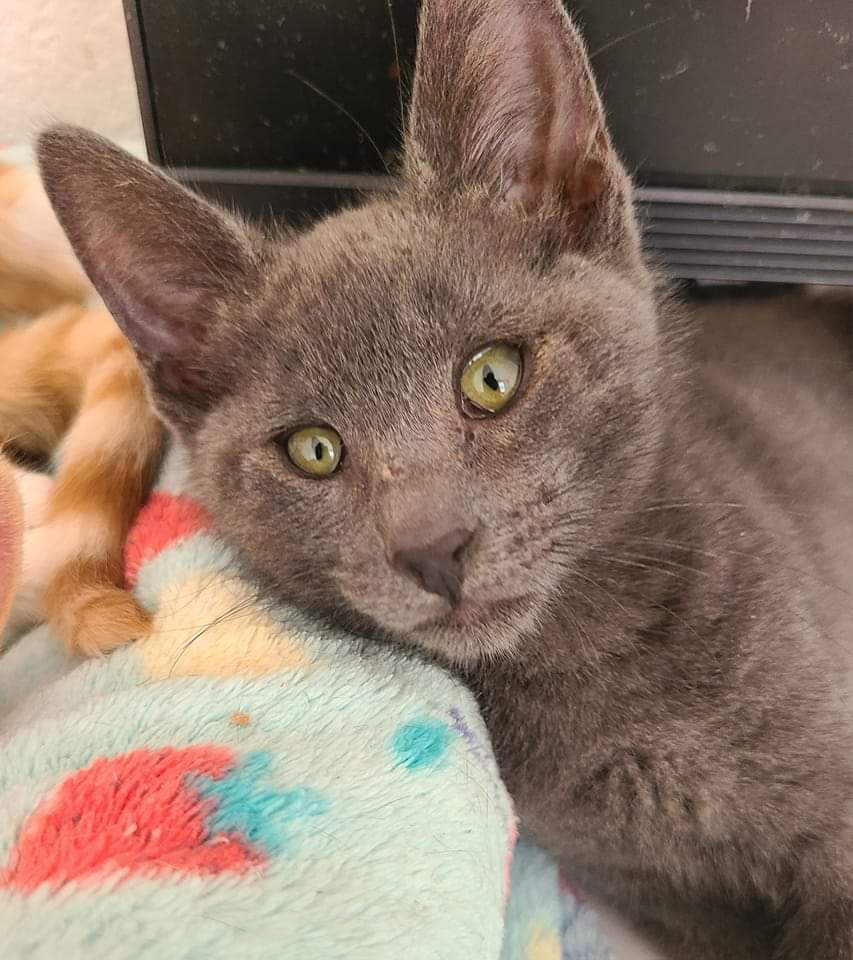 Marabelle, an adoptable Domestic Short Hair in Salinas, CA, 93905 | Photo Image 2