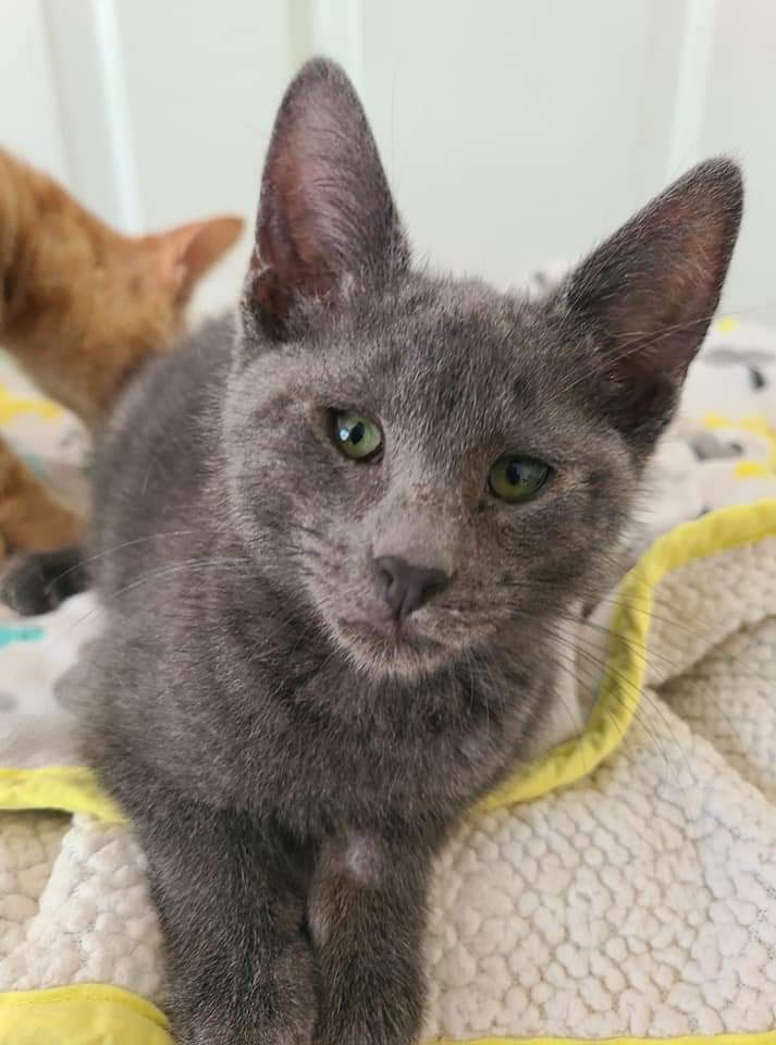 Marabelle, an adoptable Domestic Short Hair in Salinas, CA, 93905 | Photo Image 3