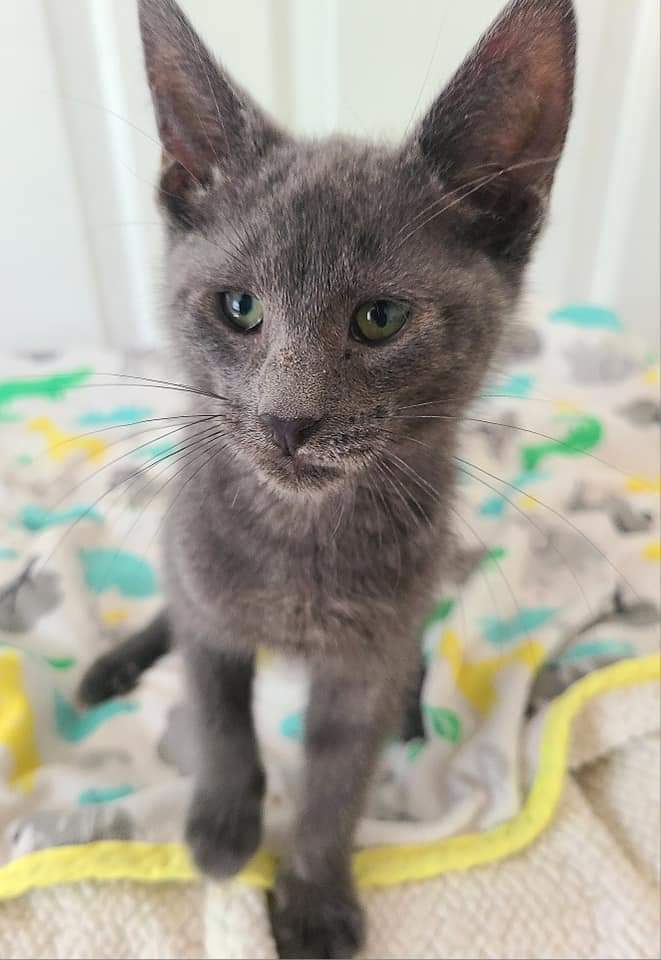 Marabelle, an adoptable Domestic Short Hair in Salinas, CA, 93905 | Photo Image 4