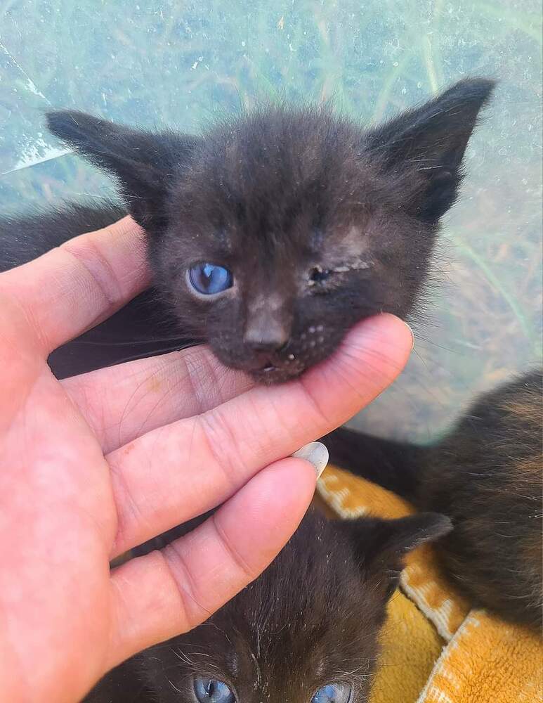 Mickey, an adoptable Domestic Short Hair in Salinas, CA, 93905 | Photo Image 1