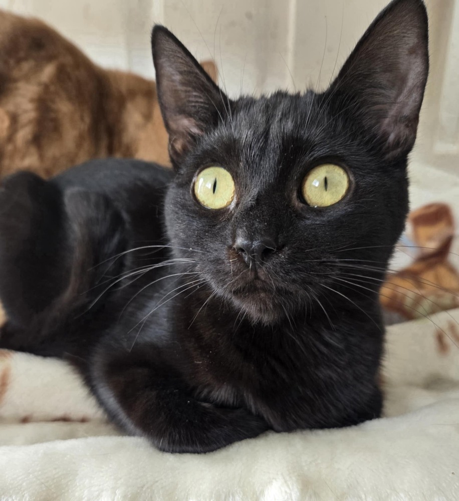 Mooney, an adoptable Domestic Short Hair in Salinas, CA, 93905 | Photo Image 1