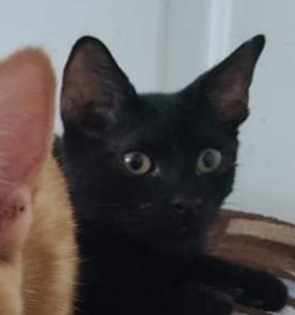 Mooney, an adoptable Domestic Short Hair in Salinas, CA, 93905 | Photo Image 2