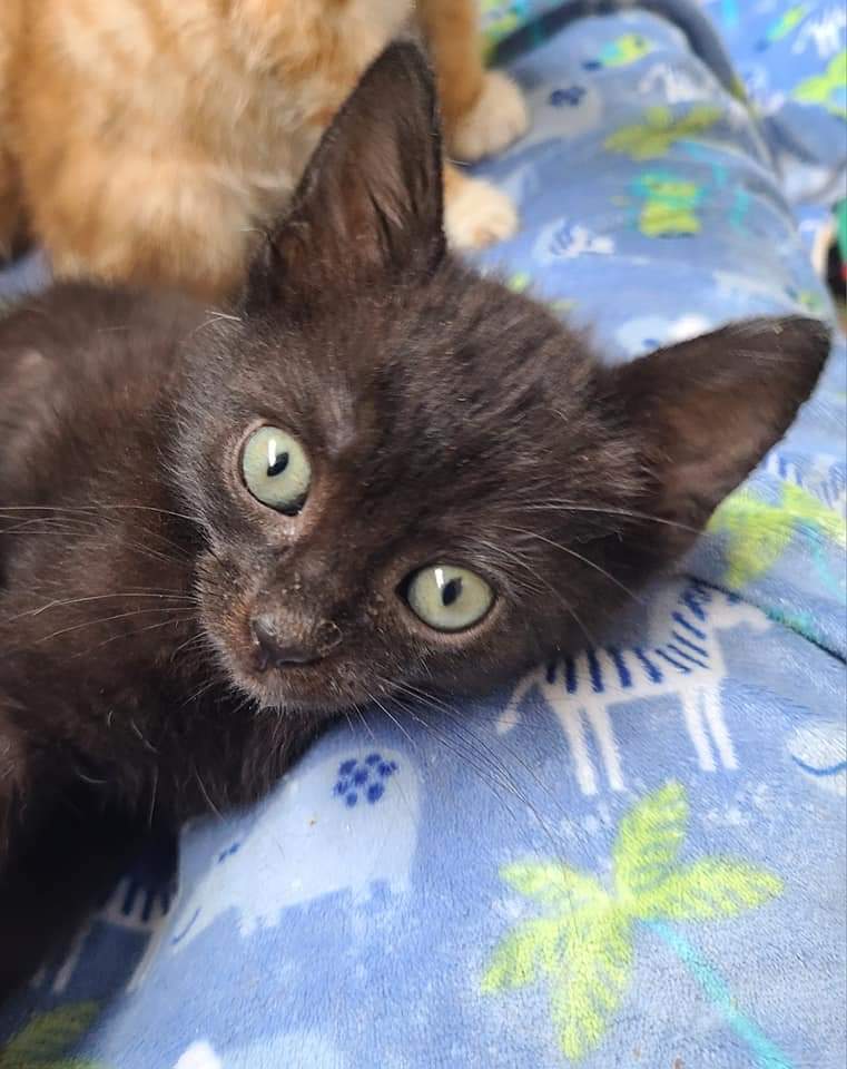 Mooney, an adoptable Domestic Short Hair in Salinas, CA, 93905 | Photo Image 3