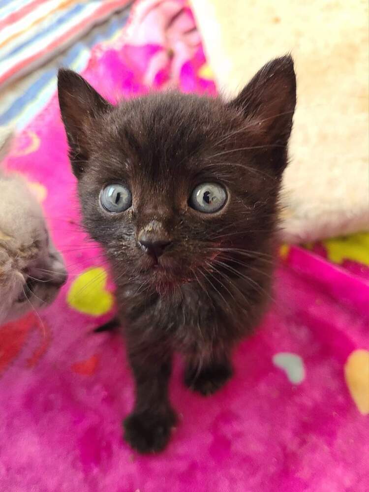 Mooney, an adoptable Domestic Short Hair in Salinas, CA, 93905 | Photo Image 4