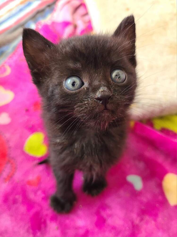 Mooney, an adoptable Domestic Short Hair in Salinas, CA, 93905 | Photo Image 5