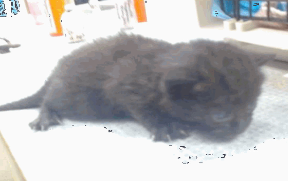 Mooney, an adoptable Domestic Short Hair in Salinas, CA, 93905 | Photo Image 6