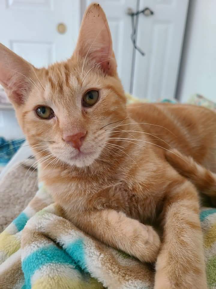 Carson, an adoptable Domestic Short Hair in Salinas, CA, 93905 | Photo Image 1