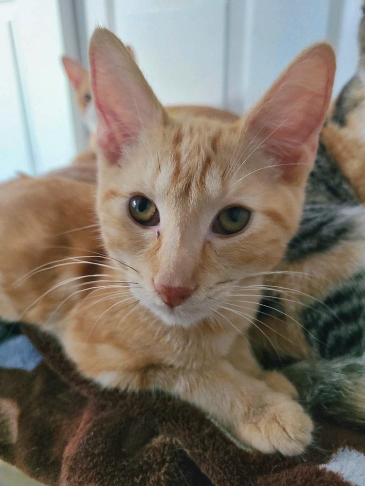 Carson, an adoptable Domestic Short Hair in Salinas, CA, 93905 | Photo Image 2