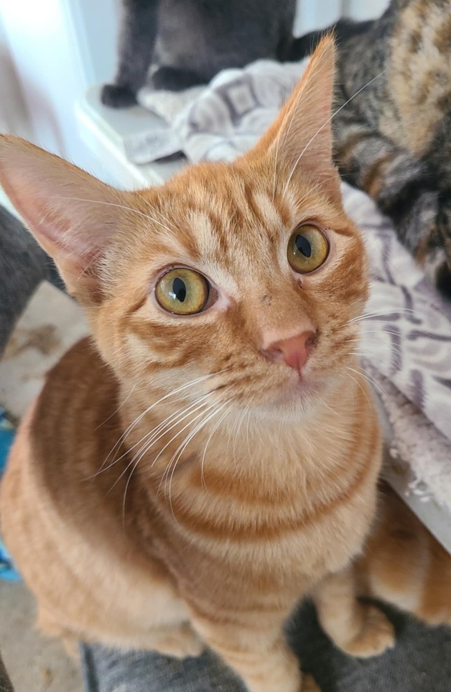 Kermit, an adoptable Domestic Short Hair in Salinas, CA, 93905 | Photo Image 1