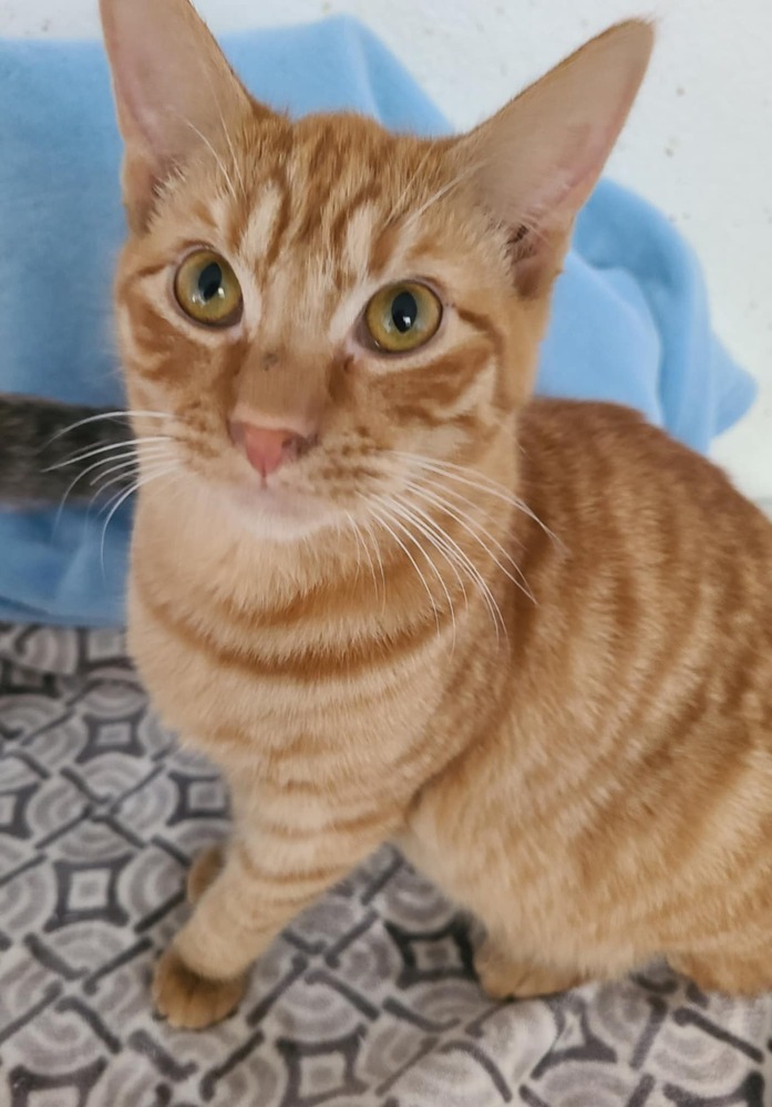 Kermit, an adoptable Domestic Short Hair in Salinas, CA, 93905 | Photo Image 2