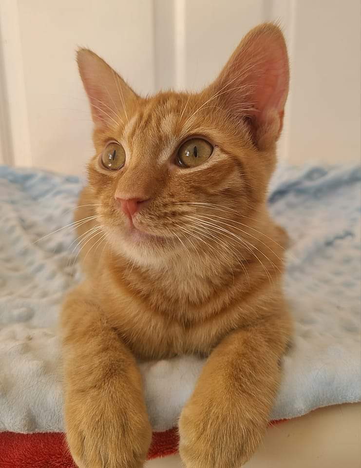 Kermit, an adoptable Domestic Short Hair in Salinas, CA, 93905 | Photo Image 3
