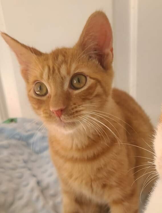 Kermit, an adoptable Domestic Short Hair in Salinas, CA, 93905 | Photo Image 4