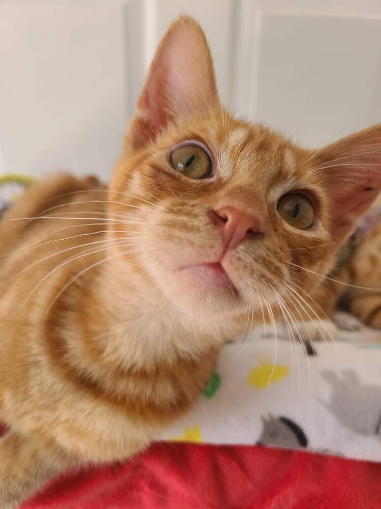 Kermit, an adoptable Domestic Short Hair in Salinas, CA, 93905 | Photo Image 5