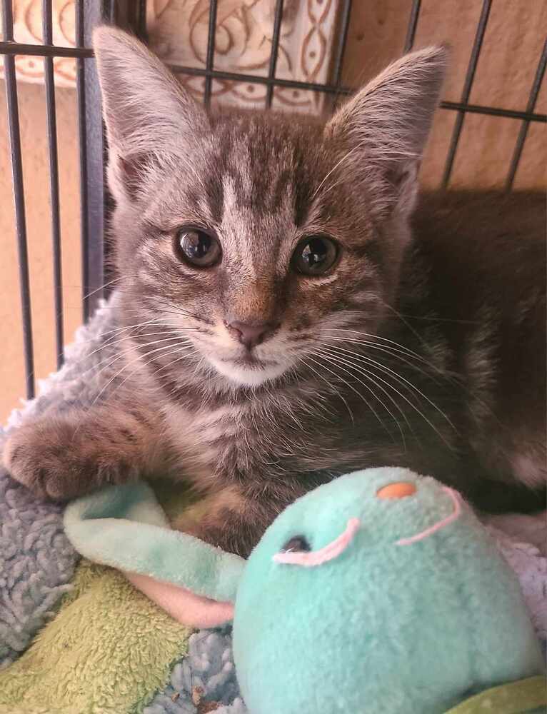 Georgia, an adoptable Domestic Short Hair in Salinas, CA, 93905 | Photo Image 1
