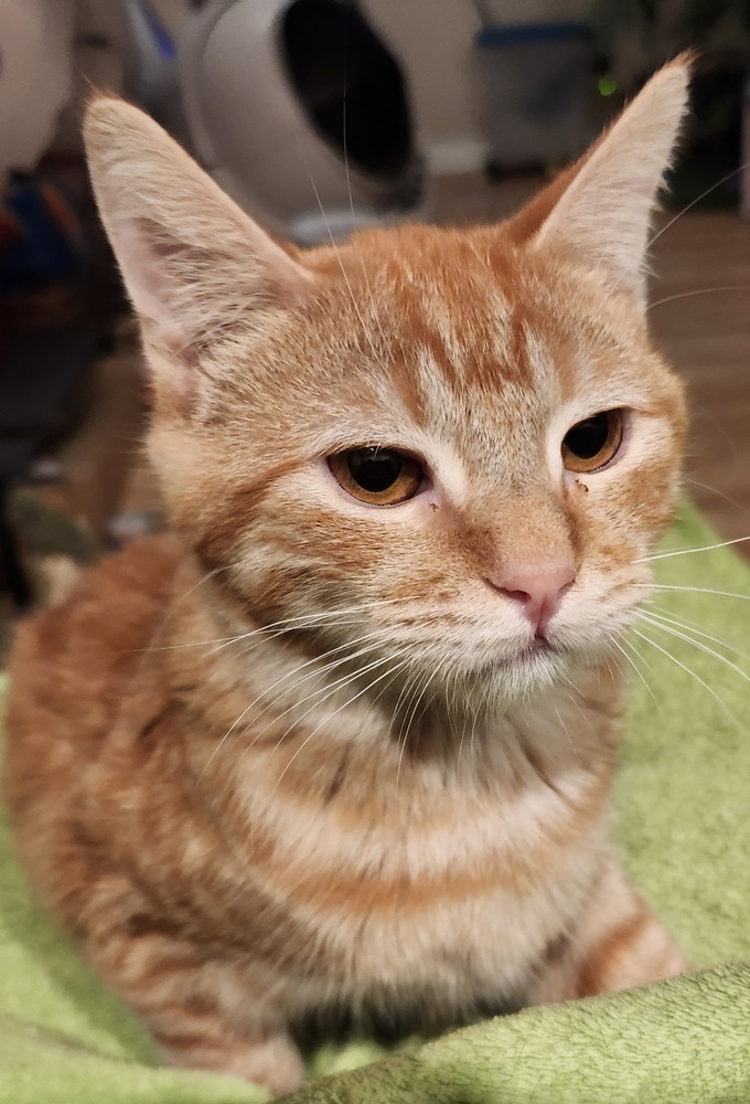 Portland, an adoptable Domestic Short Hair in Salinas, CA, 93905 | Photo Image 1