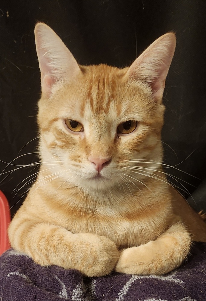 Portland, an adoptable Domestic Short Hair in Salinas, CA, 93905 | Photo Image 1