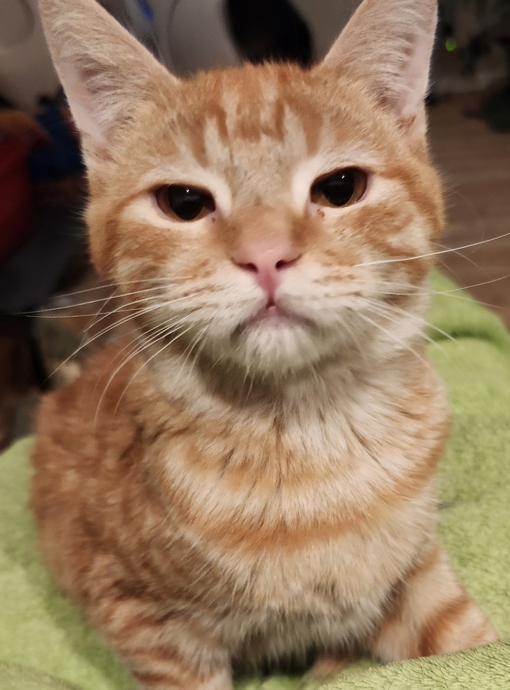 Portland, an adoptable Domestic Short Hair in Salinas, CA, 93905 | Photo Image 2