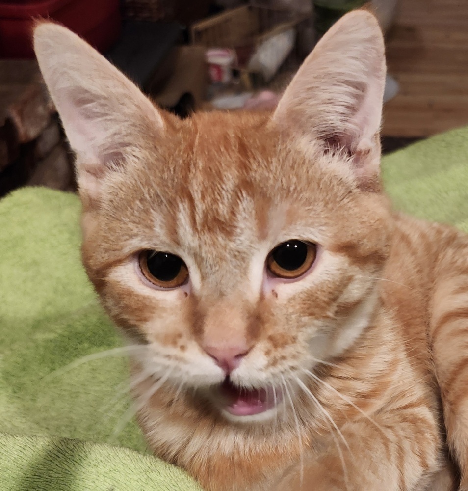 Portland, an adoptable Domestic Short Hair in Salinas, CA, 93905 | Photo Image 3