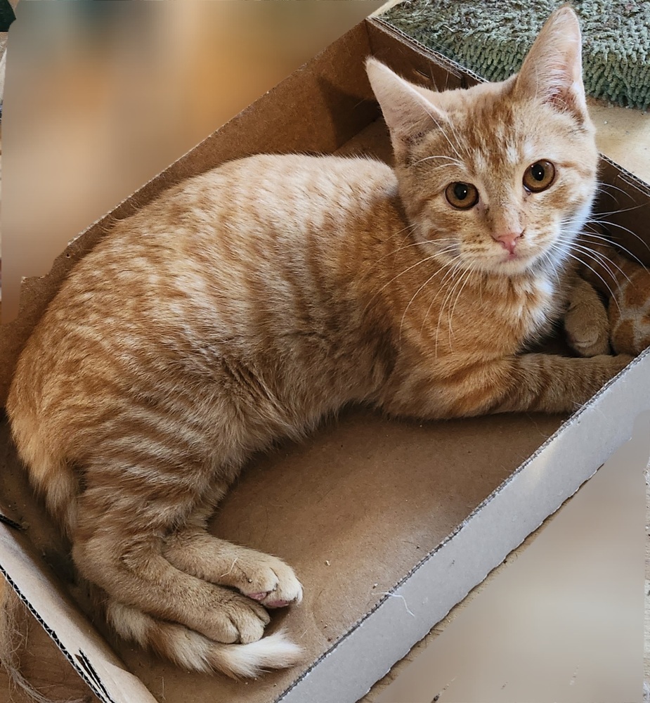 Portland, an adoptable Domestic Short Hair in Salinas, CA, 93905 | Photo Image 4