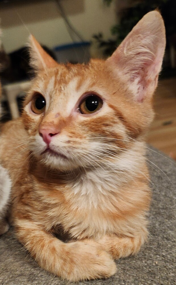 Portland, an adoptable Domestic Short Hair in Salinas, CA, 93905 | Photo Image 6