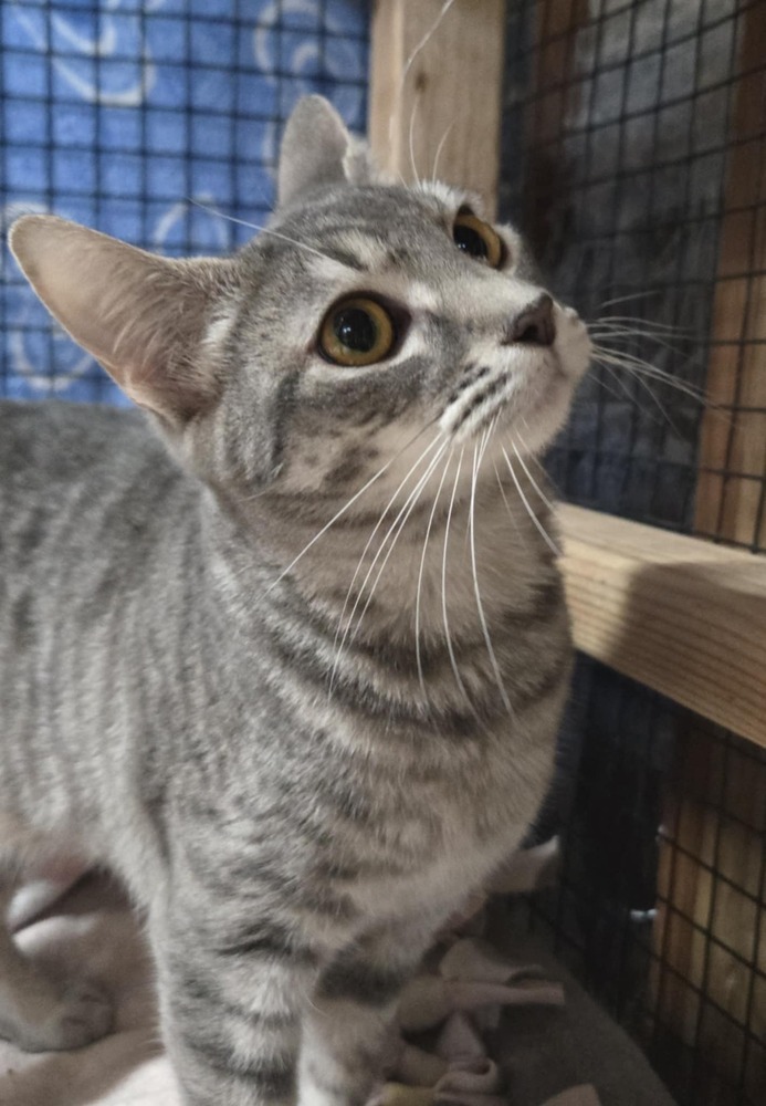 Tovia, an adoptable Domestic Short Hair in Salinas, CA, 93905 | Photo Image 1