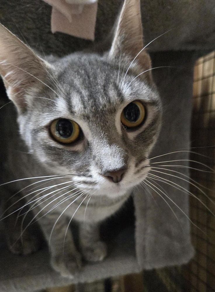 Tovia, an adoptable Domestic Short Hair in Salinas, CA, 93905 | Photo Image 2