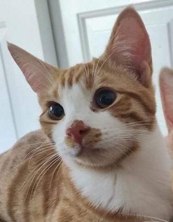Moe (Momo), an adoptable Domestic Short Hair in Salinas, CA, 93905 | Photo Image 1