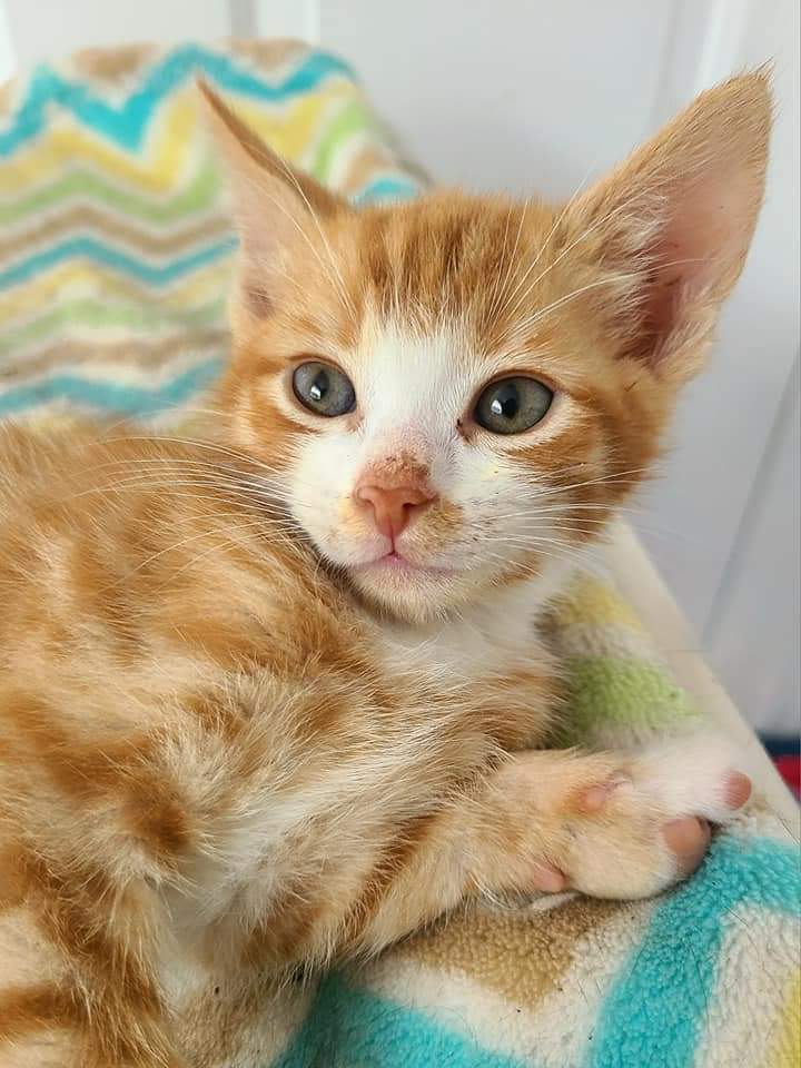 Moe (Momo), an adoptable Domestic Short Hair in Salinas, CA, 93905 | Photo Image 2