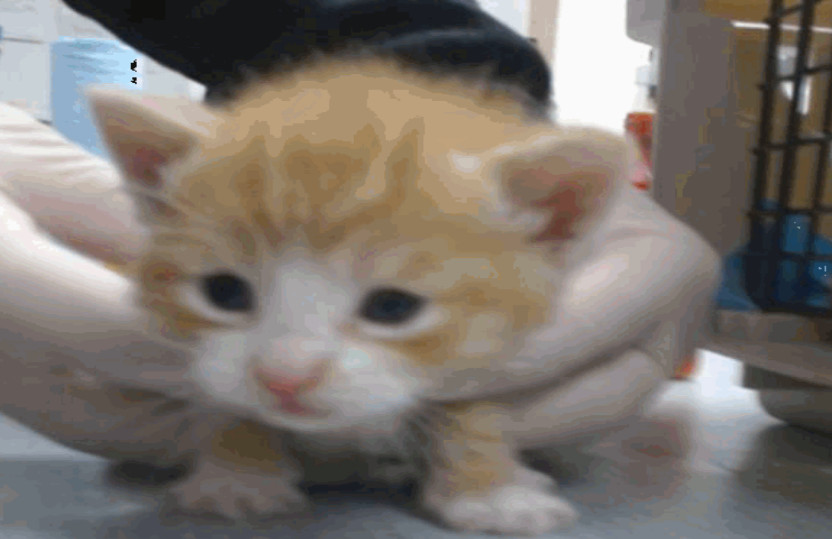 Moe (Momo), an adoptable Domestic Short Hair in Salinas, CA, 93905 | Photo Image 3