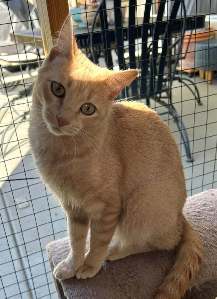 Poppy, an adoptable Domestic Short Hair in Salinas, CA, 93905 | Photo Image 1