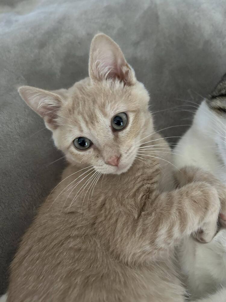 Poppy, an adoptable Domestic Short Hair in Salinas, CA, 93905 | Photo Image 3