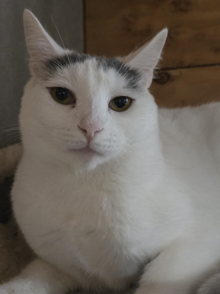 Taffy, an adoptable Domestic Short Hair in Salinas, CA, 93905 | Photo Image 1