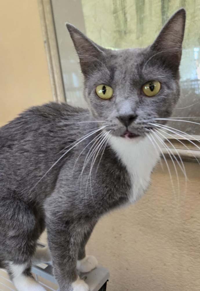 Chickpea, an adoptable Domestic Short Hair in Salinas, CA, 93905 | Photo Image 1