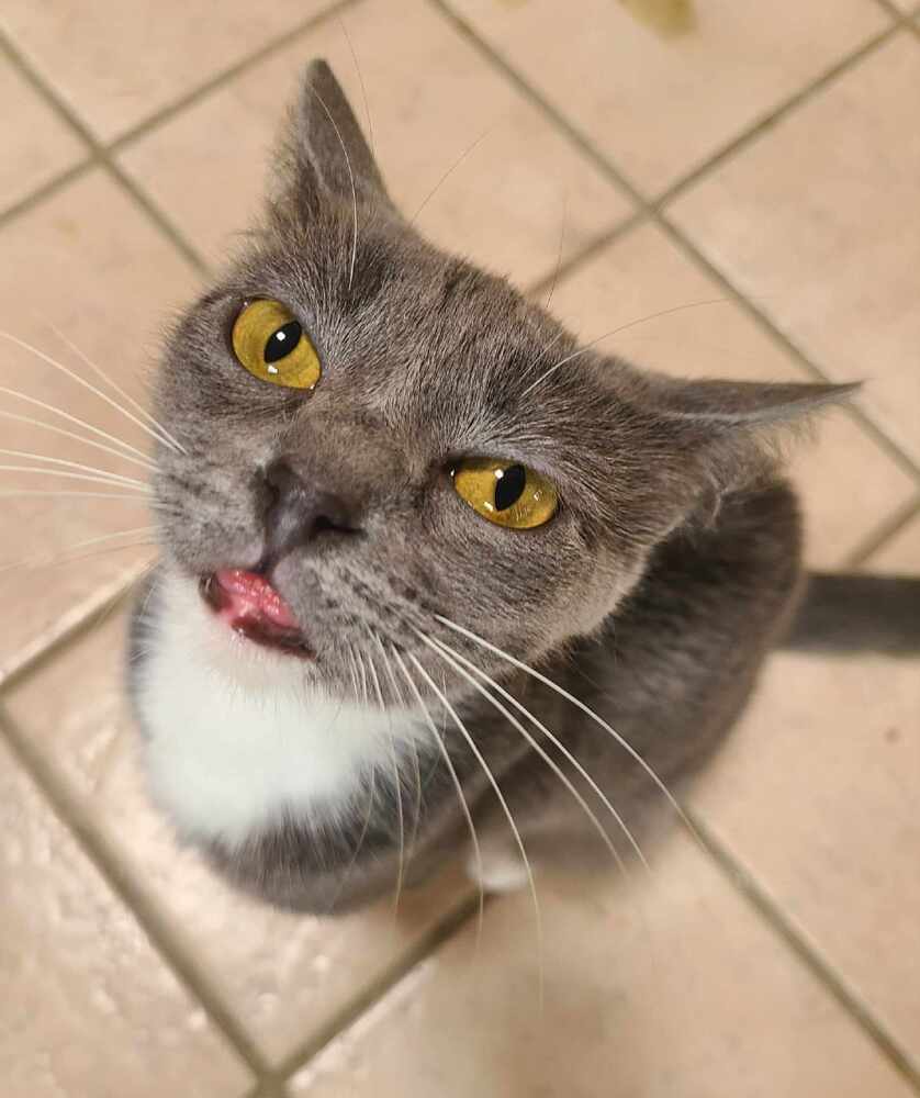 Chickpea, an adoptable Domestic Short Hair in Salinas, CA, 93905 | Photo Image 2