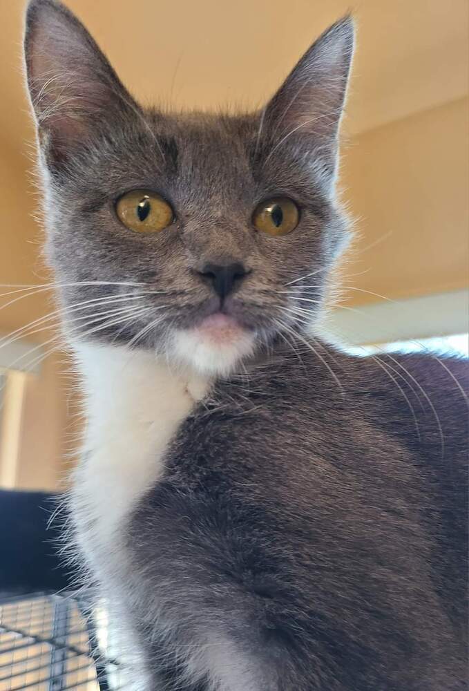 Chickpea, an adoptable Domestic Short Hair in Salinas, CA, 93905 | Photo Image 4