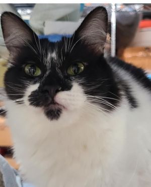 Shylo, Adult Female Domestic Short Hair